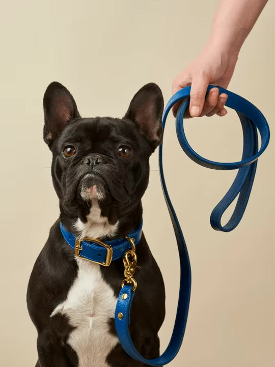 Premium Leather Collar