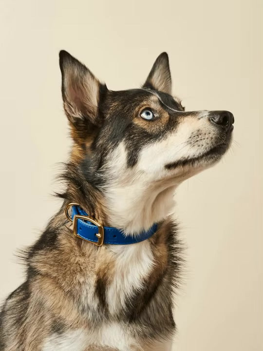 Premium Leather Collar